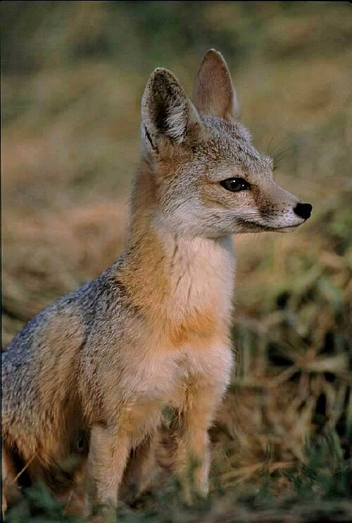 kit fox